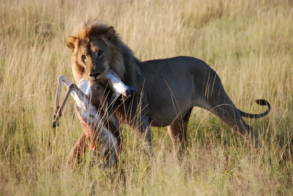 lions hunt antelopes
