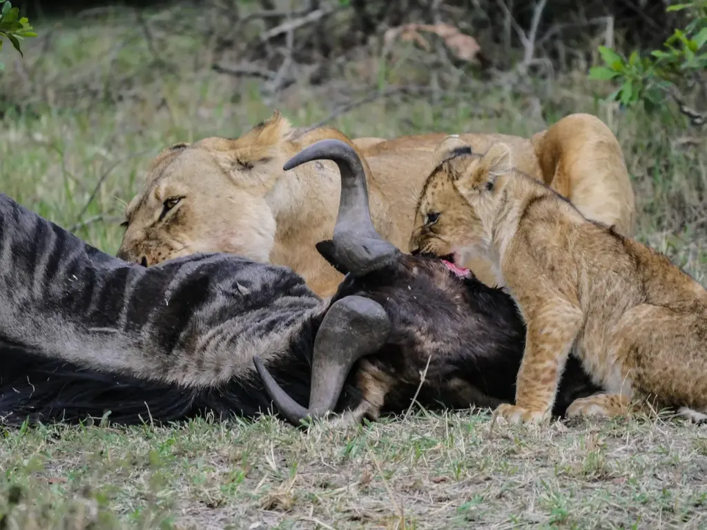 What Do Lions Eat Hunting And Diet Facts