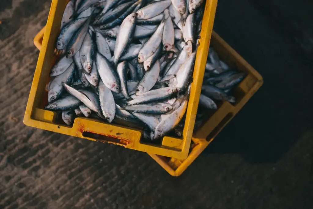 Aquaculture or Fish Farming
