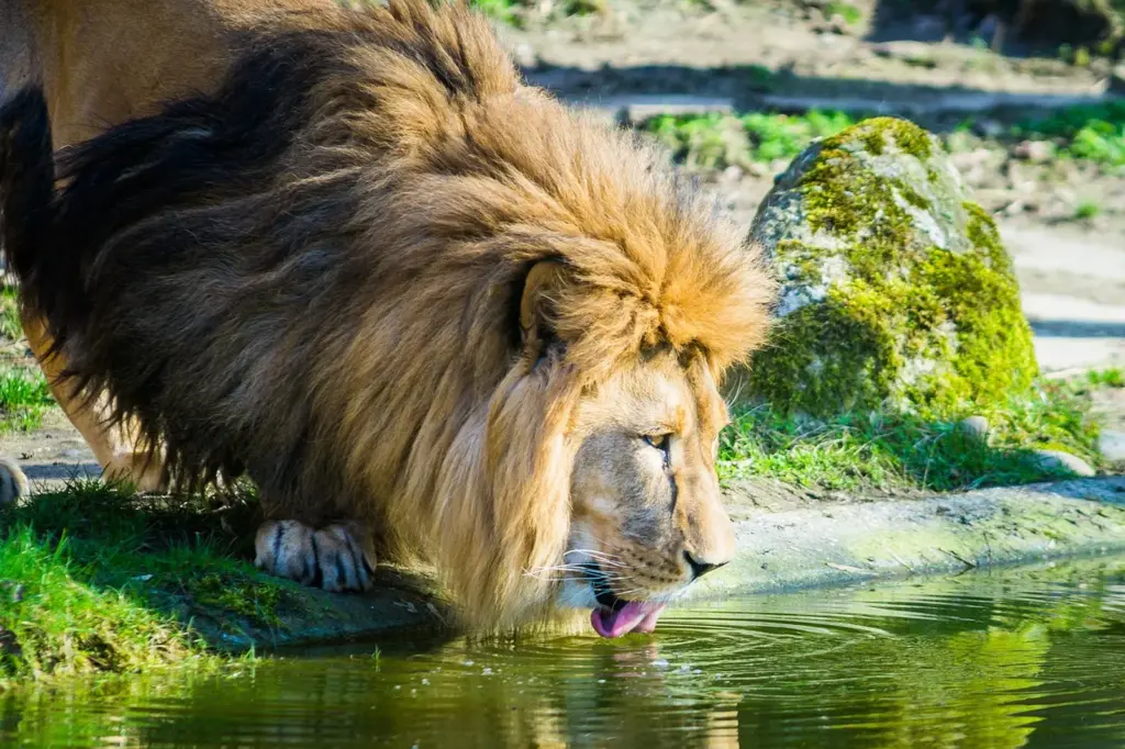 Solitary lions tend to live close to watercourses