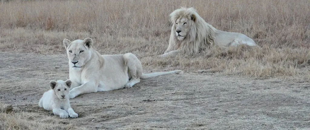 Lions pride have females cubs and only 2 or 3 males