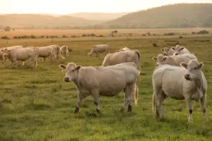 Miniature Highlands - Why and Why Not! — Koolah Creek Highland Cattle