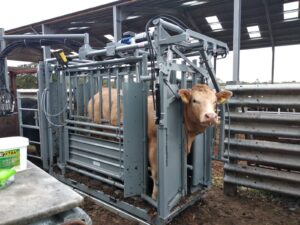 How to handle cattle safely - Renzo Di Florio Picture