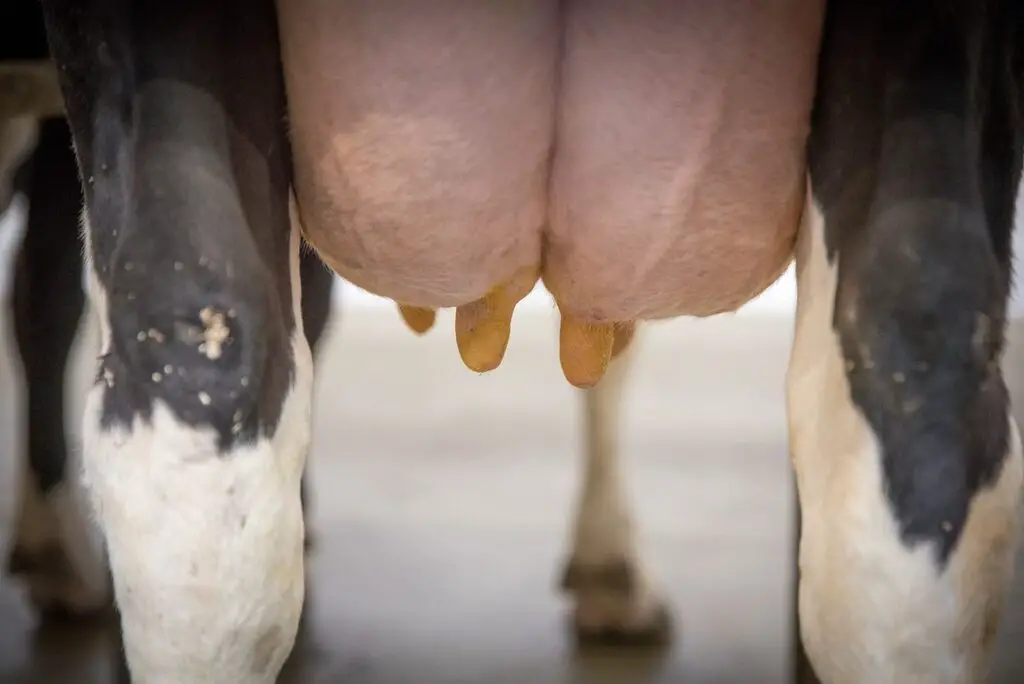 Milking a cow step by step