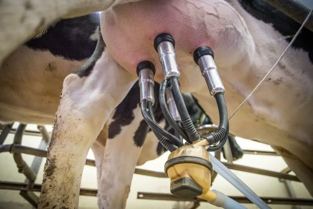 Cow milking machines