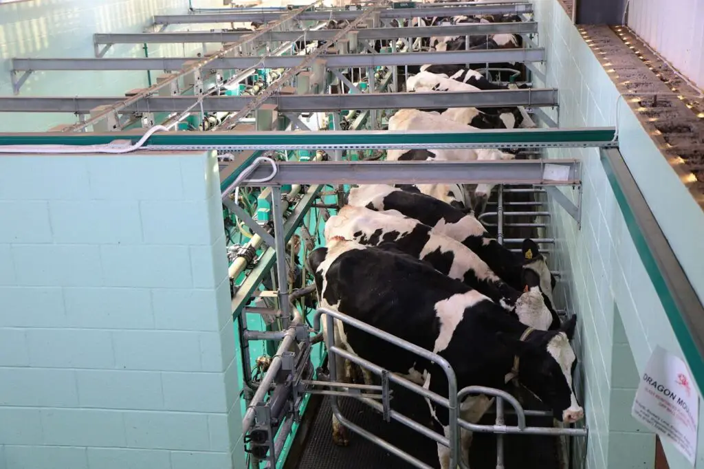 Types of milking systems