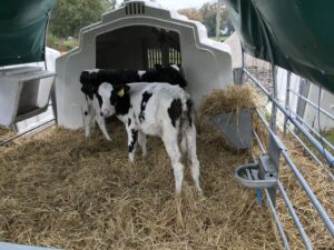 Cattle Farming - Dairy Calves