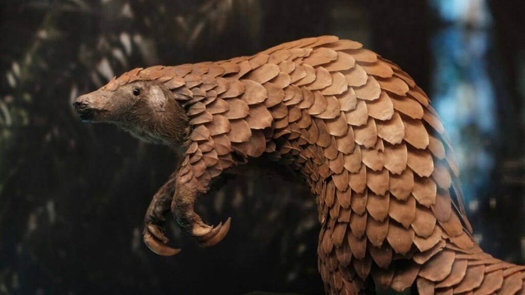 Pangolin are poached in high number