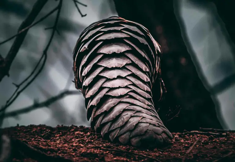 Pangolin Scales use in medicine