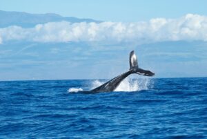 Sustainable Whale Watching