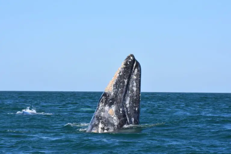 Whales sleep vertically