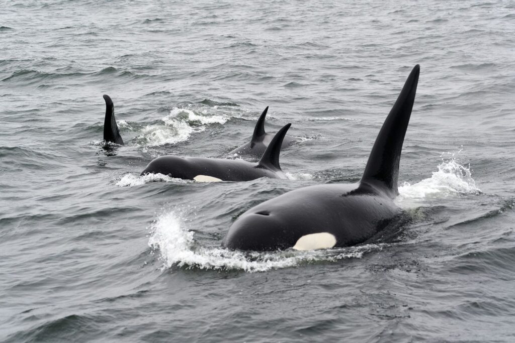 Orcas hunting behaviour