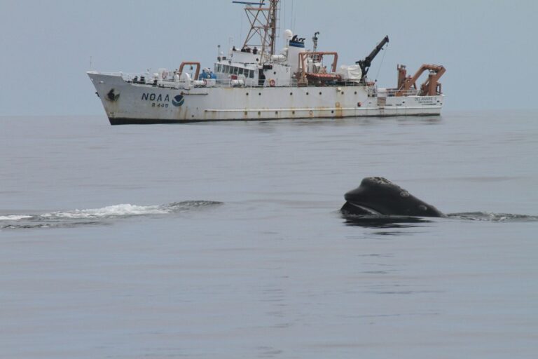 Whales Get Struck by Ships