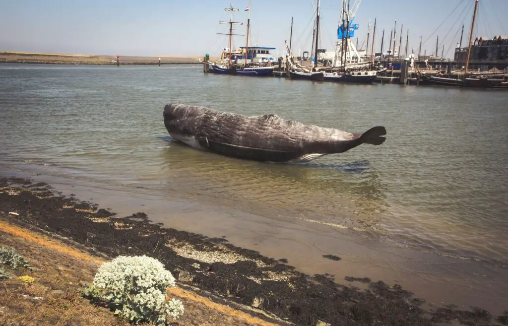 Sustainable whale watching