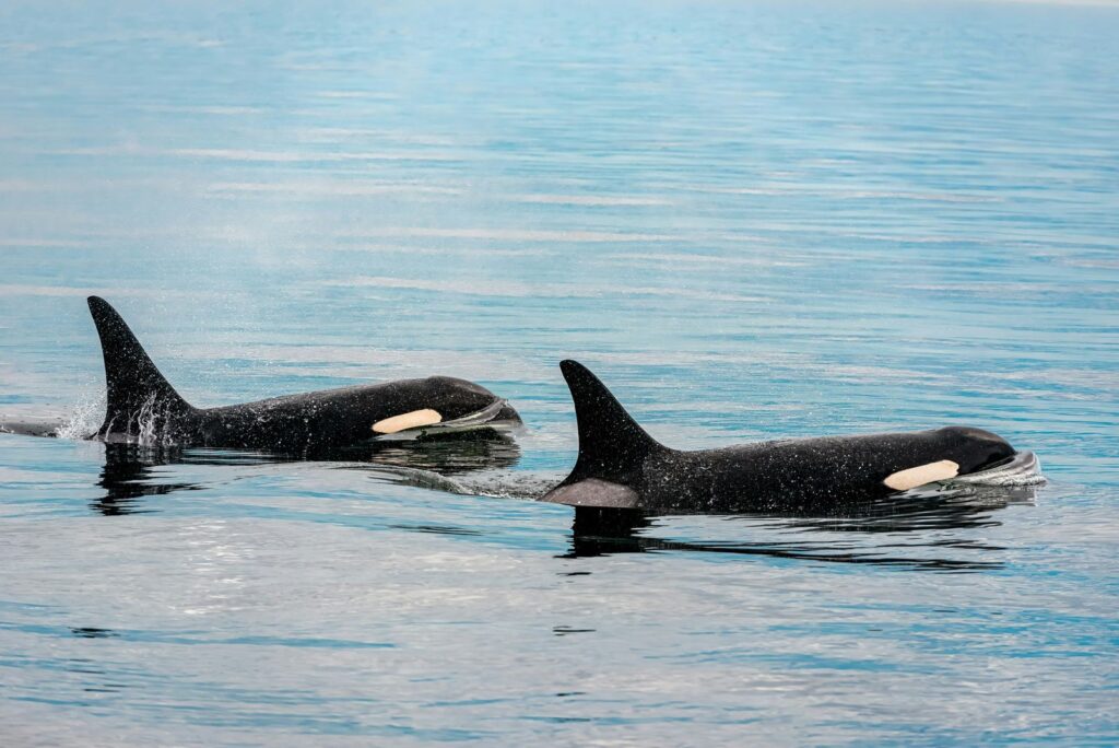 Orcas hunt in group