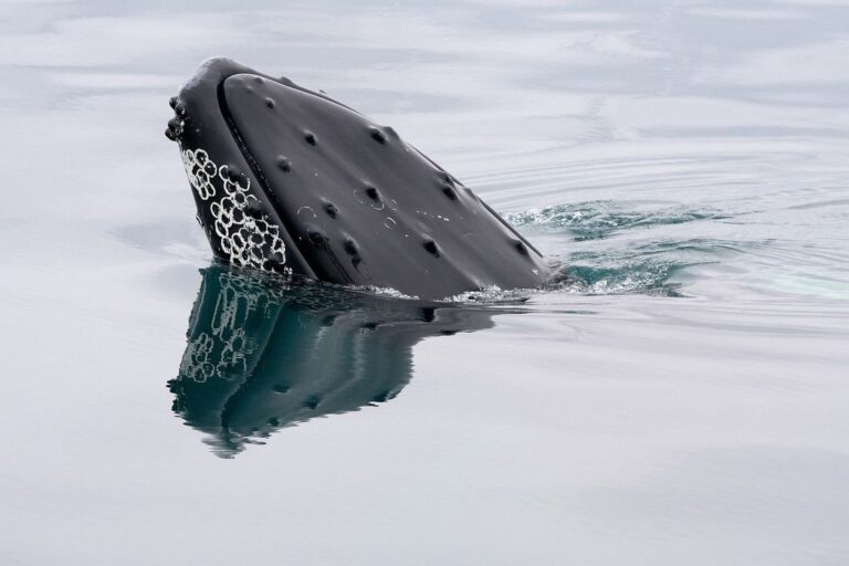 Do Whales Have Hair?