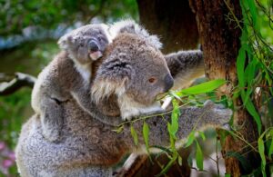 Female koala gestation