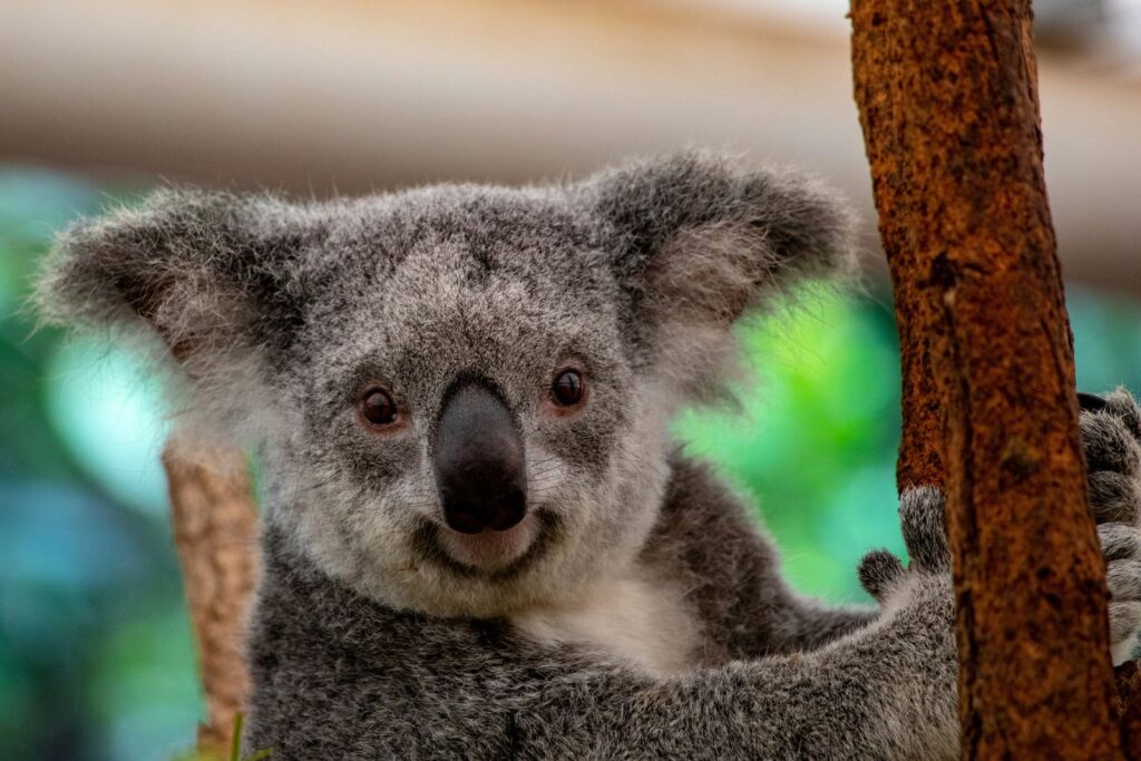 Koala physical characteristics