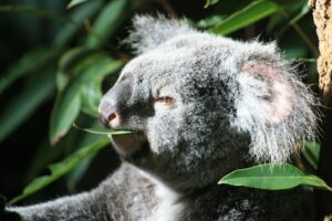 Koalas and the risks Climate Change