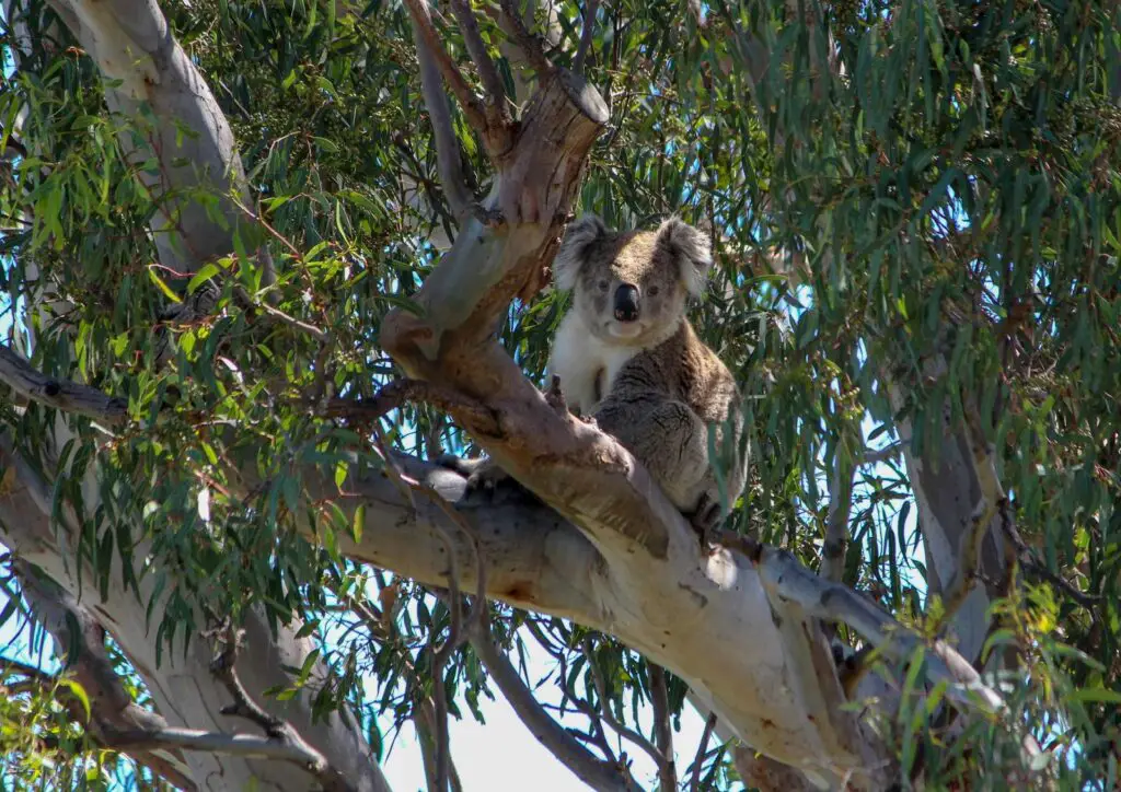 Koalas eat eucalyptus leaves - A toxic feed but they are adapted.