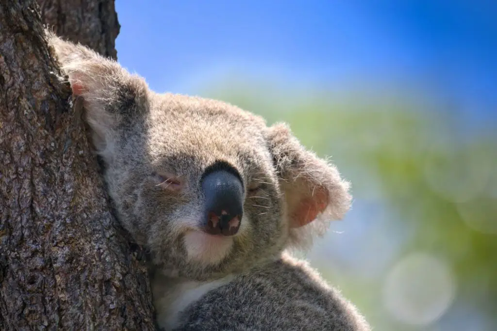 How intelligent are Koalas?