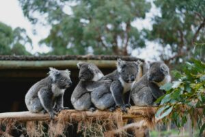Are koala bears going extinct?