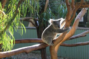 Koala habitat loss