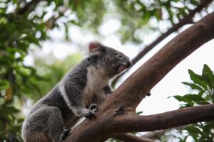 Koala reliance on bamboo