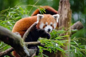 Conservation of red pandas