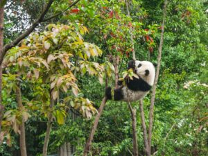 Panda Natural habitat