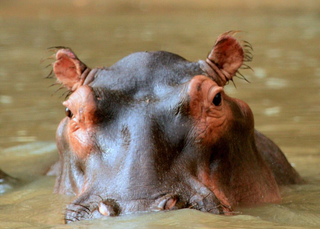 Nocturnal territorial behaviours of hippos.