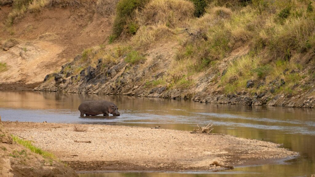 Are hippos nocturnal?