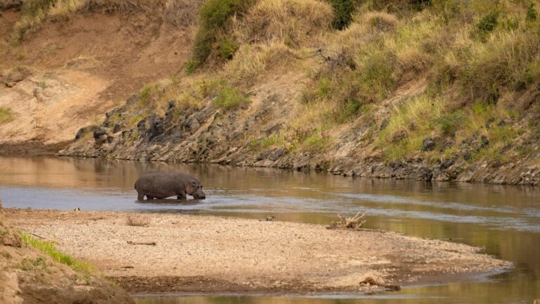 Are hippos nocturnal?
