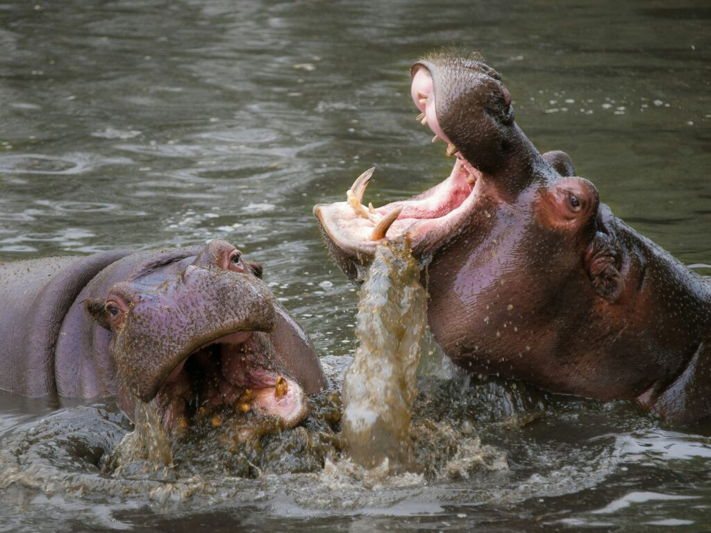 Are hippos aggressive?