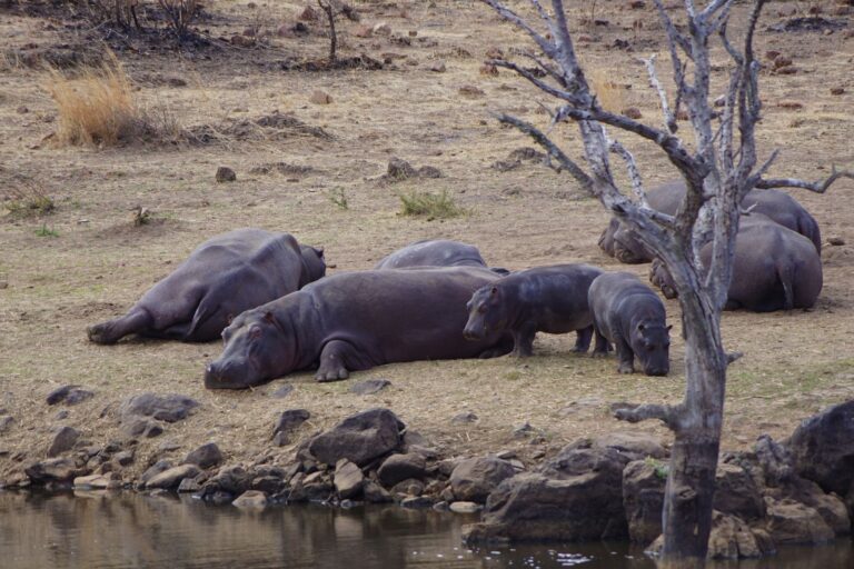 Hippo social structure
