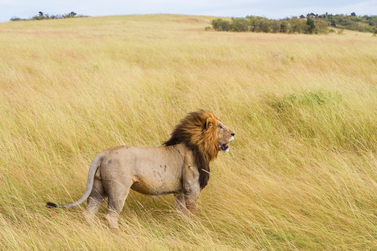 Why Is The Lion The King Of The Jungle If It Lives In The Savanna?