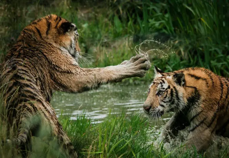 How tigers communicate