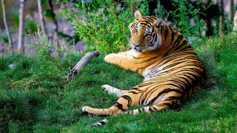 Tigers Conservation programs