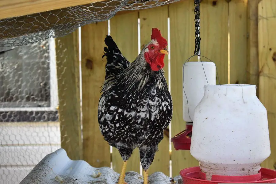 backyard chicken