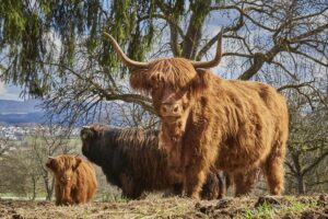Highland Cattle