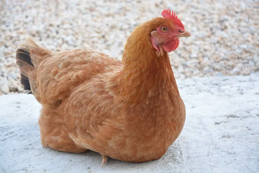 backyard chicken