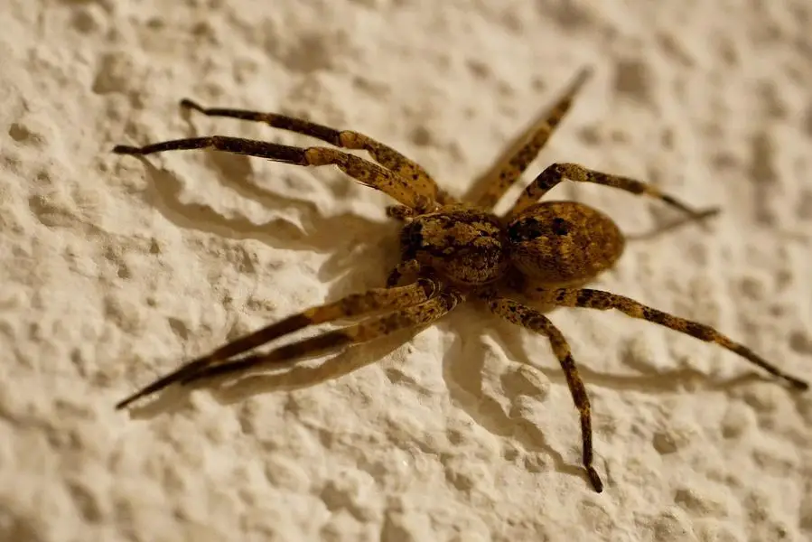Hobo Spider Vs Grass Spider