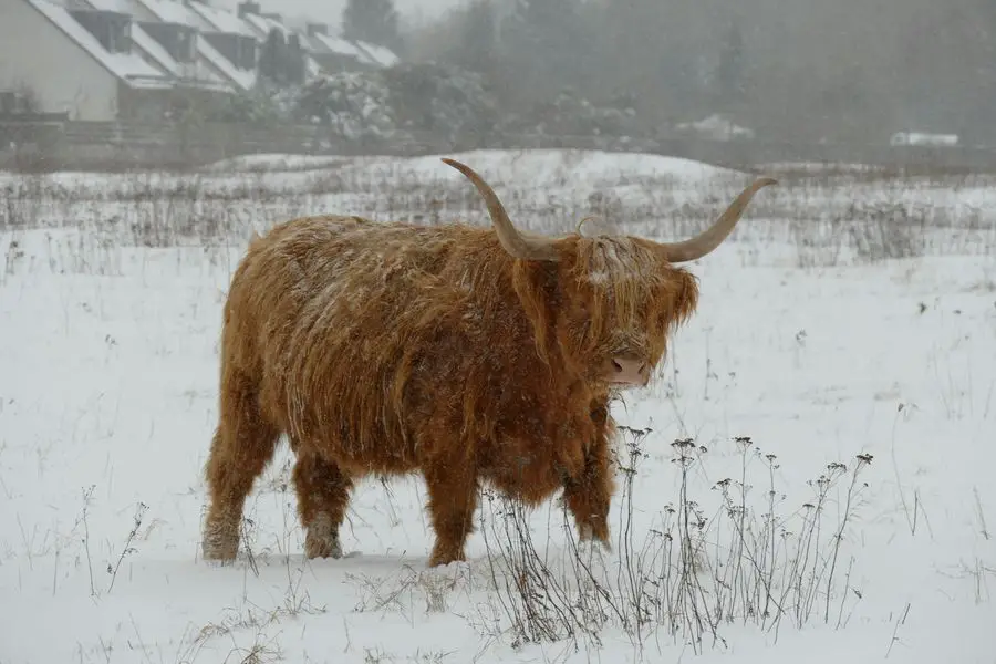 Highland Cattle