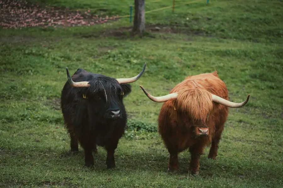 Highland Cattle