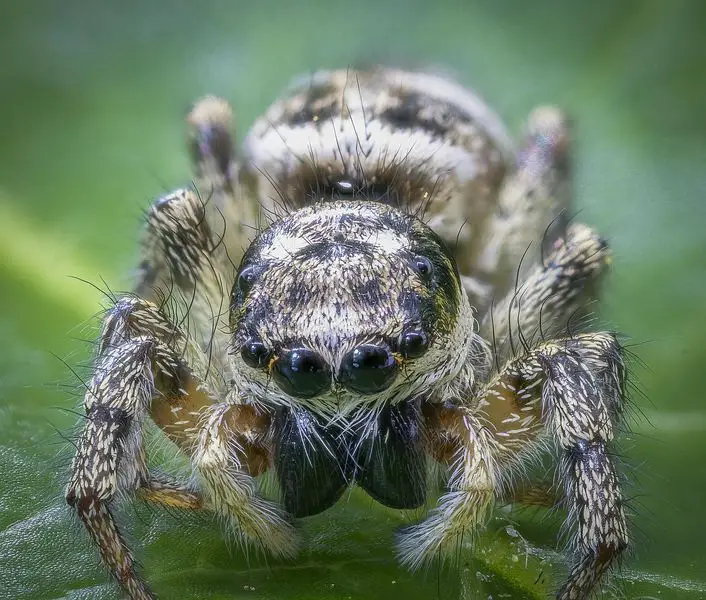 what do jumping spiders eat