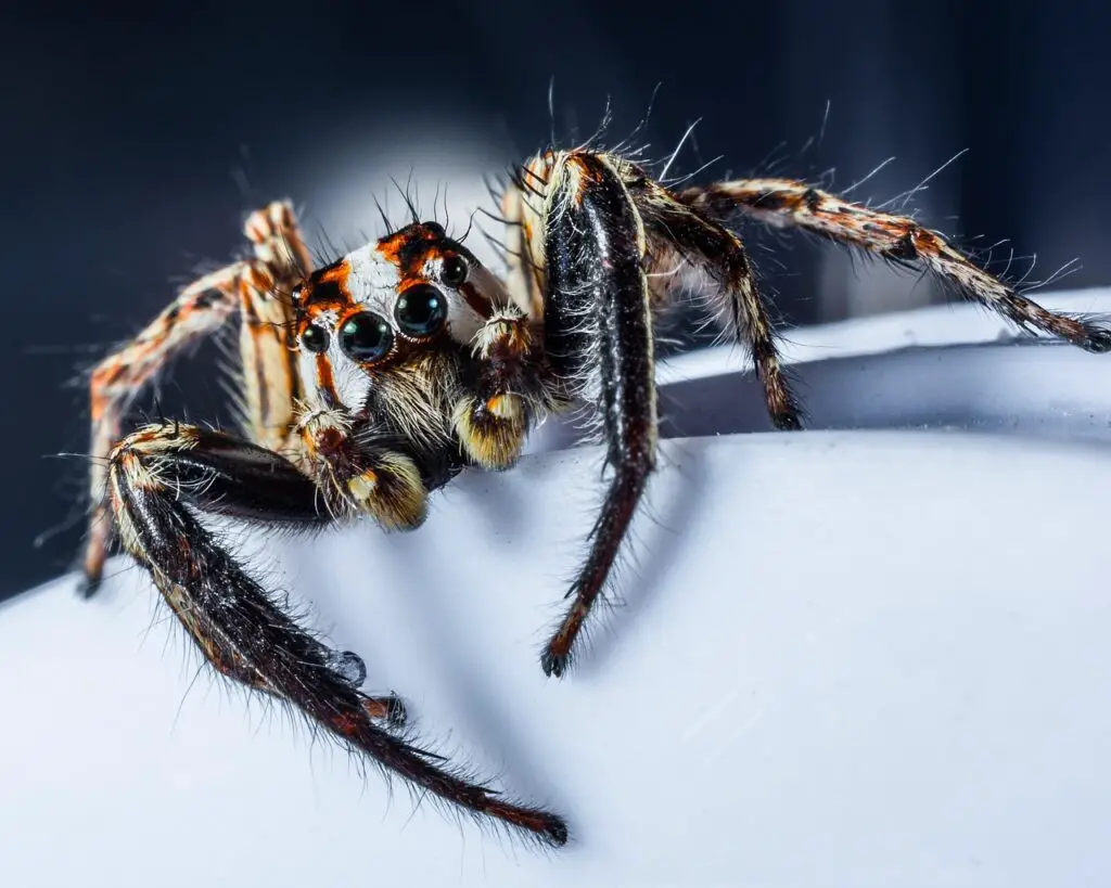 what do jumping spiders eat?