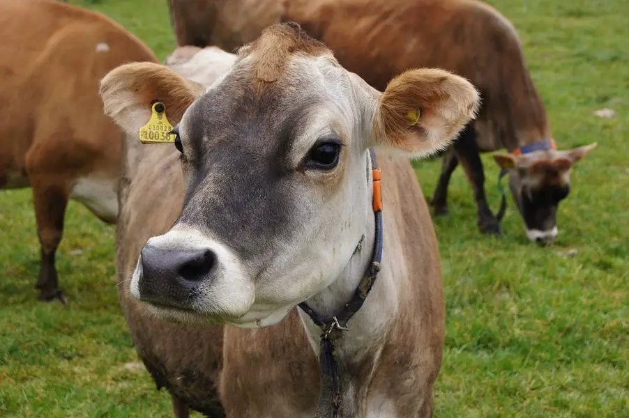Caring for a miniature cattle (Jersey Cow)