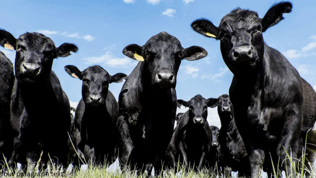 Caring for a miniature cattle (Australian Lowline)