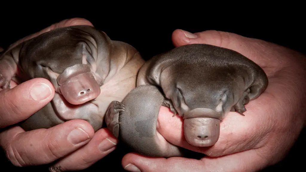 What Mammals Lay Eggs? (Baby Platypus)