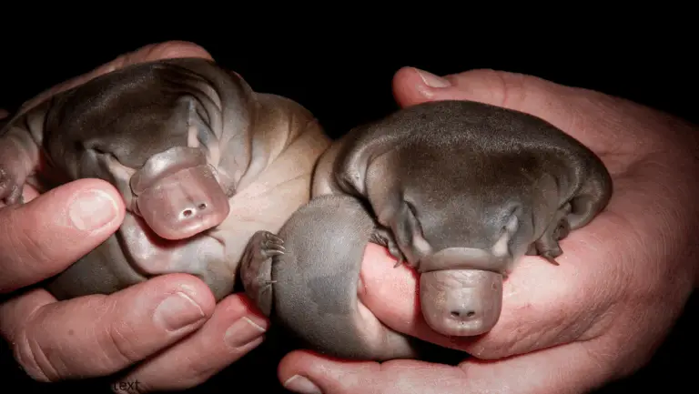 What mammals lay eggs (Baby Platypus)